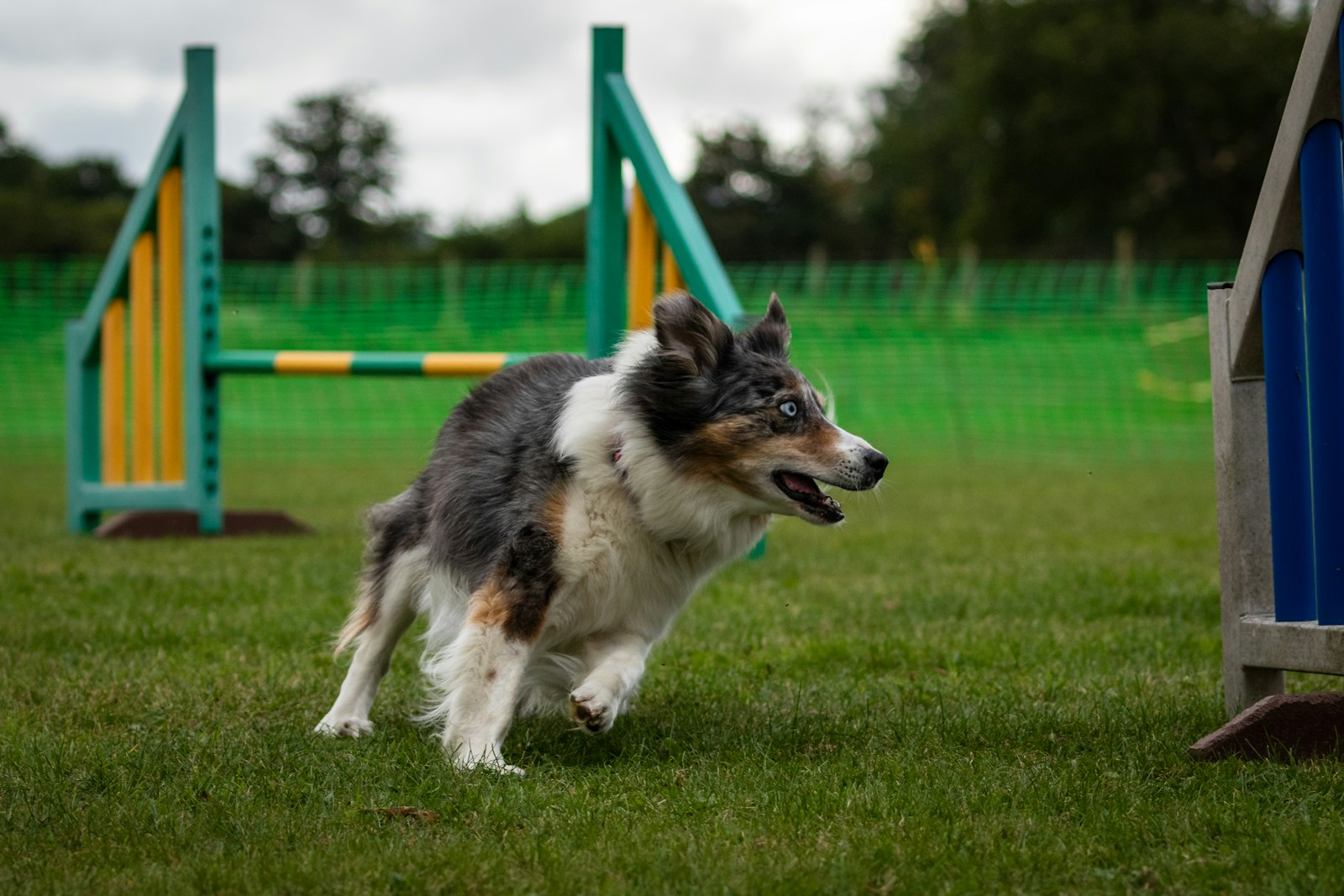 Agility training sfeerbeeld